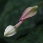 くさぎ臭木）Clerodendrum trichotomum (18)