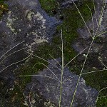 ひめしば（雌日芝）Digitaria ciliaris (Retz.) Koel) (4)