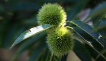 くり（栗）Castanea crenata