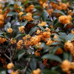 きんもくせい（金木犀）Osmanthus fragrans var. aurantiacus (2)