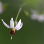 ひよどりごじょう（ 鵯上戸） Solanum lyratum (1)