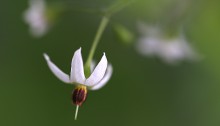 ひよどりごじょう（ 鵯上戸） Solanum lyratum (1)