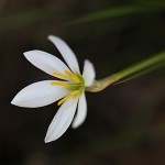 たますだれ （玉簾）Zephyranthes candida