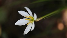 たますだれ （玉簾）Zephyranthes candida