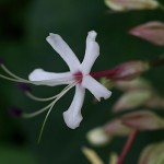 くさぎ臭木）Clerodendrum trichotomum (22)