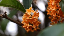 きんもくせい（金木犀）Osmanthus fragrans var. aurantiacus (4)