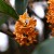 きんもくせい（金木犀）Osmanthus fragrans var. aurantiacus (4)