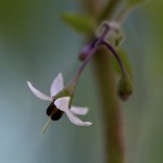 ひよどりごじょう（ 鵯上戸） Solanum lyratum (4)