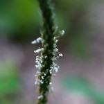 おおばこ（大葉子）Plantago asiatica (3)