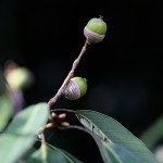 しらかし（白樫）Quercus myrsinifolia (3)