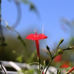 もみじばるこそう（紅葉縷紅草 ）Ipomoea coccinea (3)