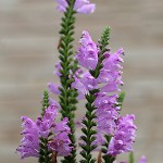 はなとらのお（花虎の尾）Physostegia virginiana (4)