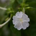 おしろいばな（白粉花）Mirabilis jalapa (1)