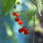 ひよどりごじょう 鵯上戸） Solanum lyratum (8)