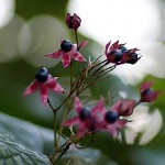 くさぎ臭木）Clerodendrum trichotomum (3)