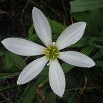 たますだれ （玉簾）Zephyranthes candida (2)