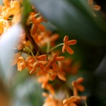 きんもくせい（金木犀）Osmanthus fragrans var. aurantiacus (3)