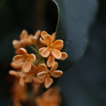 きんもくせい（金木犀）Osmanthus fragrans var. aurantiacus