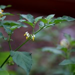 いぬほうずき （犬酸漿）Solanum nigrum (3)