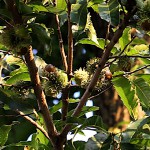くぬぎ椚）Quercus acutissima - バージョン 2