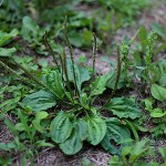 おおばこ（大葉子）Plantago asiatica (2)