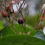 くさぎ臭木）Clerodendrum trichotomum (11)