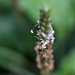 おおばこ（大葉子）Plantago asiatica