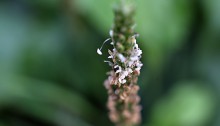 おおばこ（大葉子）Plantago asiatica