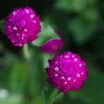 せんにちそう（千日草）Gomphrena globosa (1)