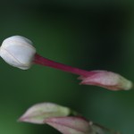 くさぎ臭木）Clerodendrum trichotomum (13)