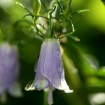 つりがねにんじんそう （釣り鐘人参草）Adenophora triphylla var. japonica (2)