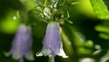 つりがねにんじんそう （釣り鐘人参草）Adenophora triphylla var. japonica (2)