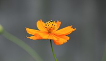 きばなこすもす（黄花秋桜）Cosmos sulphureus (1)