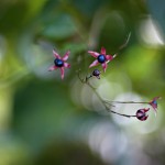 くさぎ臭木）Clerodendrum trichotomum (2)