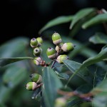 しらかし（白樫）Quercus myrsinifolia