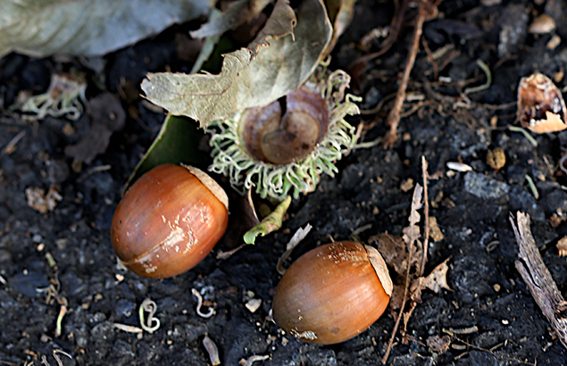くぬぎ椚）Quercus acutissima
