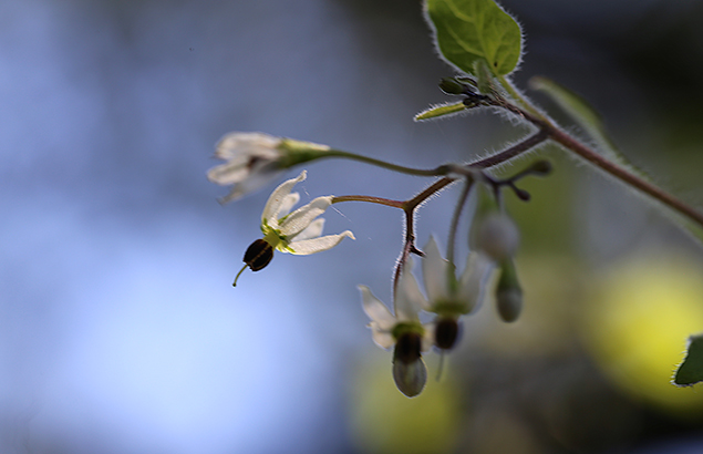 ひよどりごじょう（ 鵯上戸） Solanum lyratum (7)