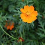 きばなこすもす（黄花秋桜）Cosmos sulphureus (3)