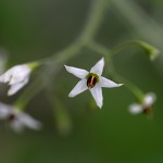 ひよどりごじょう（ 鵯上戸）Solanum lyratum