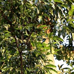 くぬぎ椚）Quercus acutissima (2)