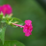 おしろいばな（白粉花）Mirabilis jalapa