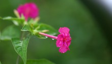 おしろいばな（白粉花）Mirabilis jalapa