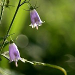 つりがねにんじんそう （釣り鐘人参草）Adenophora triphylla var. japonica (1)