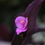 むらさきごてん （紫御殿）Tradescantia pallida ‘Purpurea’ (2)