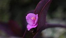 むらさきごてん （紫御殿）Tradescantia pallida ‘Purpurea’ (2)