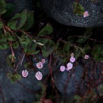 ひめつるそば（姫蔓蕎麦）Persicaria capitata