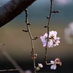 985.じゅうがつざくら十月桜）Prunus × subhirtella cv.Autumnalis (3)