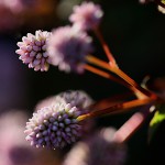 ひめつるそば（姫蔓蕎麦）Persicaria capitata (3)