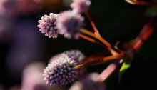 ひめつるそば（姫蔓蕎麦）Persicaria capitata (3)