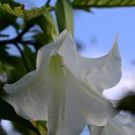 きだちちょうせんあさがお（木立朝鮮朝顔）Brugmansia (8)